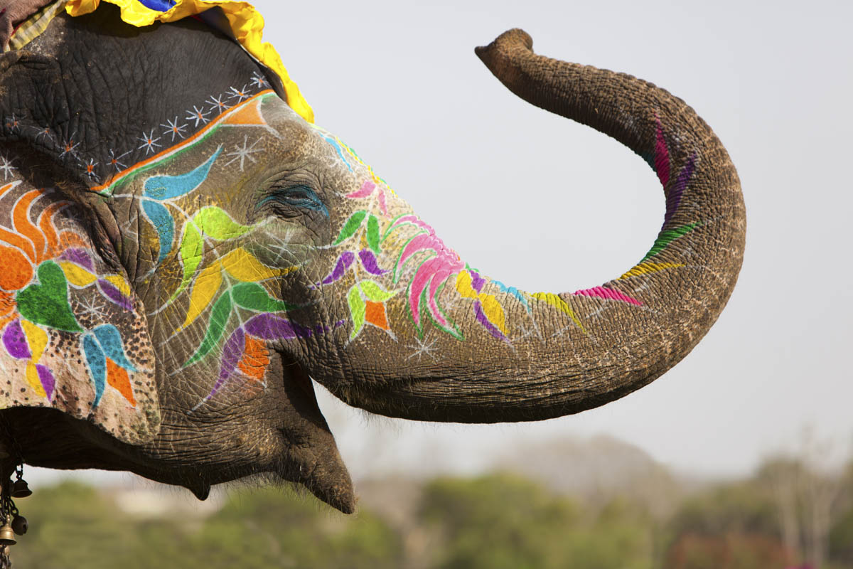 Painted Elephant in Jaipur
